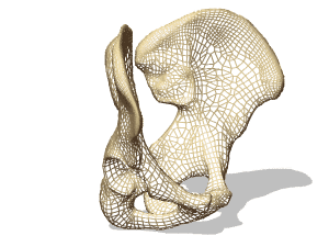 Pelvis skeleton 3d rendering