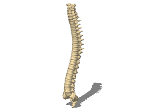 Human vertebral column 3d rendering
