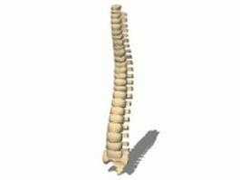 Human vertebral column 3d model preview