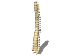 Human vertebral column 3d rendering