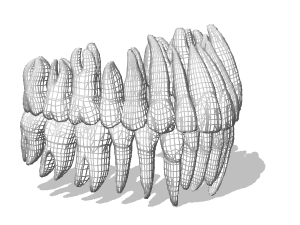 Tooth root resorption 3d rendering