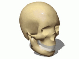 Female skull 3d model preview