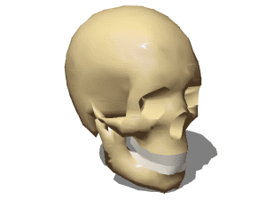 Female skull 3d rendering