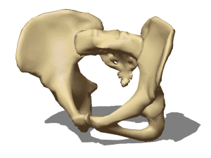 Female pelvis 3d rendering