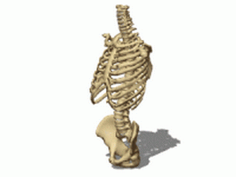 Female torso bones 3d model preview