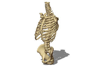 Female torso bones 3d rendering