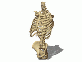 Male skeleton torso 3d model preview