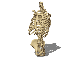 Male skeleton torso 3d rendering