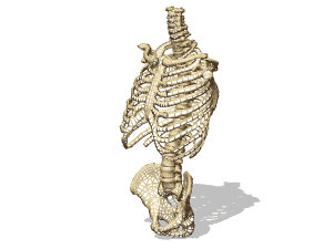 Male skeleton torso 3d rendering