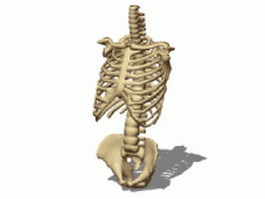 Torso bone structure 3d model preview
