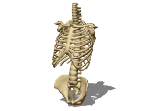 Torso bone structure 3d rendering