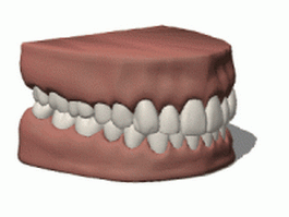 Teeth gums 3d model preview