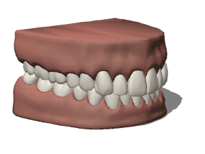 Teeth gums 3d rendering