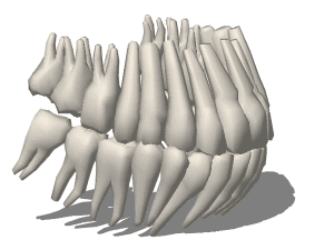 Teeth roots 3d rendering