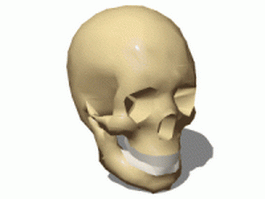 Male human skull 3d model preview