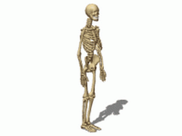 Female skeleton 3d model preview