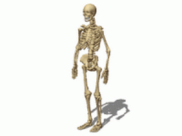 Male skeleton 3d model preview