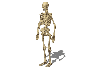 Male skeleton 3d rendering