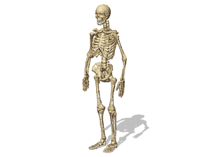 Male skeleton 3d rendering