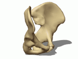 Pelvic bone 3d model preview