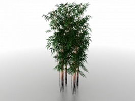 Bamboo grove 3d model preview