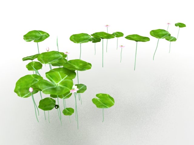 Water lily lotus flower 3d rendering