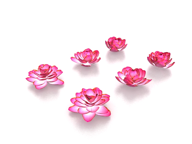 Lotus flowers 3d rendering