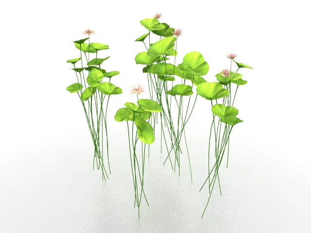 Water lily flower 3d rendering