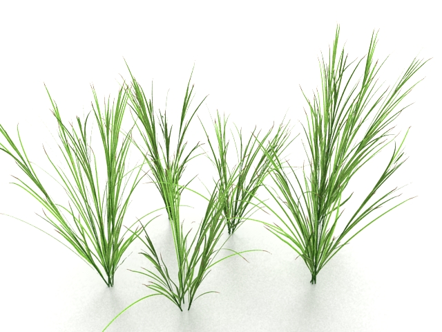 Grass 3d rendering