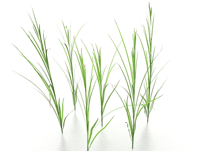 Grass 3d rendering