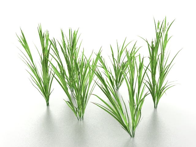 Growing grass 3d rendering