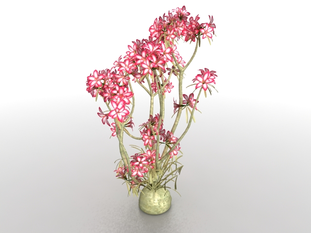 Bonsai flower tree 3d rendering