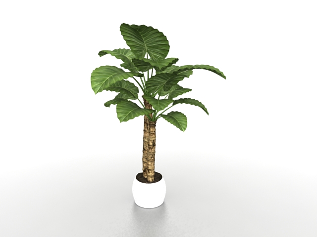 Potted Alocasia Calidora plants 3d rendering