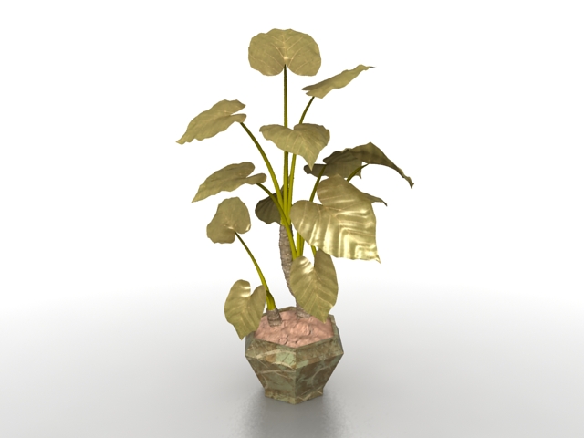 Potted elephant ear plants 3d rendering