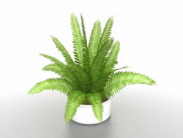 Potted Sago palm tree 3d model preview