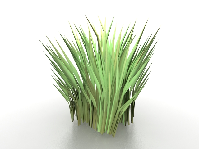 Tussock grass 3d rendering