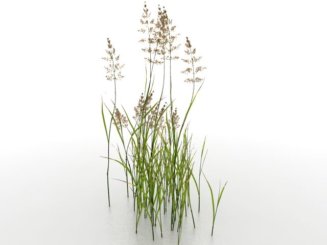 Water reed plants 3d rendering