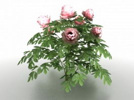 Peony plants 3d model preview