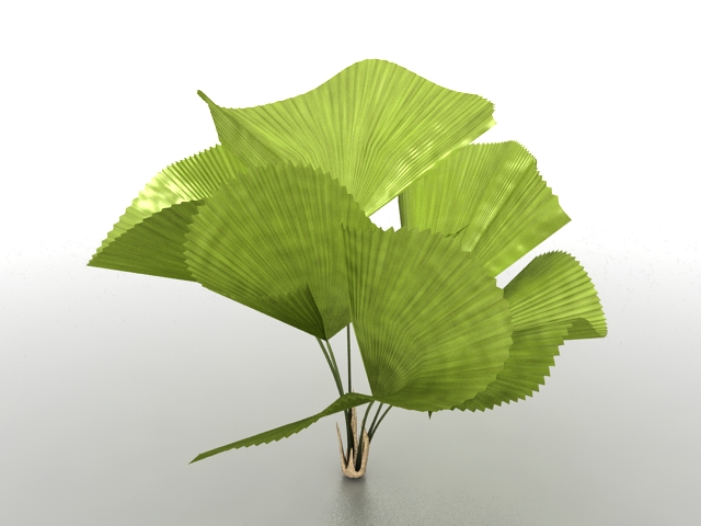Small palm tree 3d rendering
