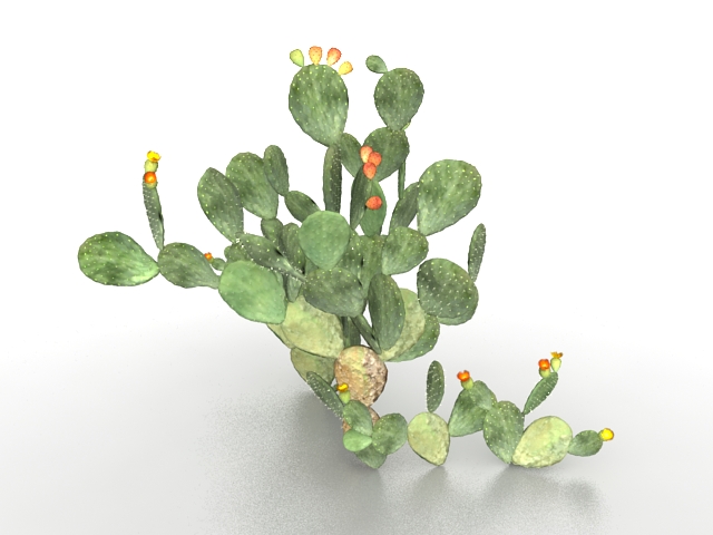 Opuntia cactus plant 3d rendering