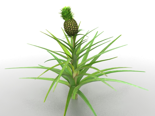 Pineapples plant 3d rendering