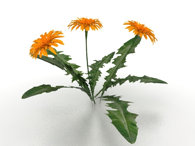 Sunflower plant 3d rendering