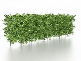 Evergreen hedge plants 3d model preview