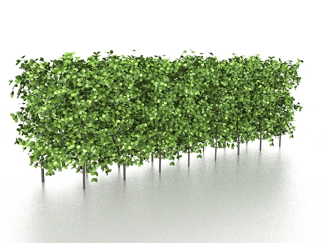 Evergreen hedge plants 3d rendering