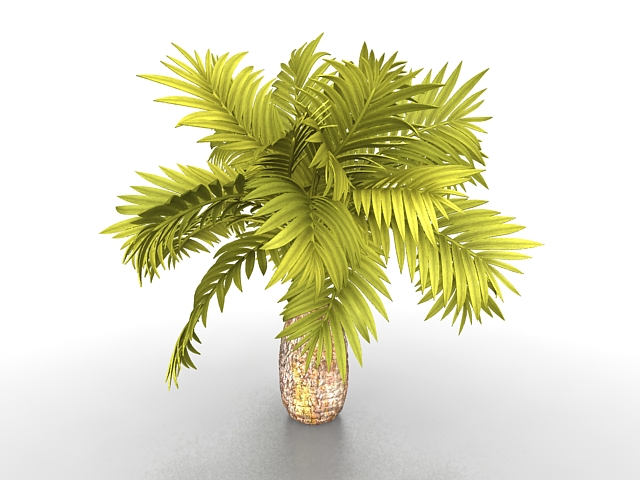 Coconut palm tree 3d rendering