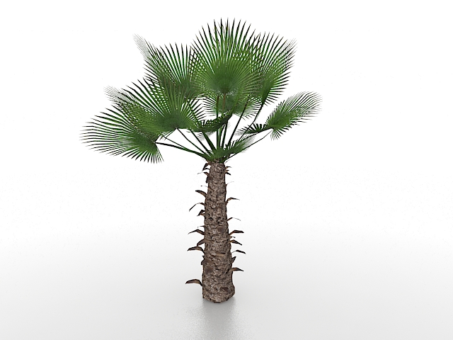 Windmill palm tree 3d rendering