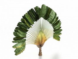 Fan palm tree 3d model preview