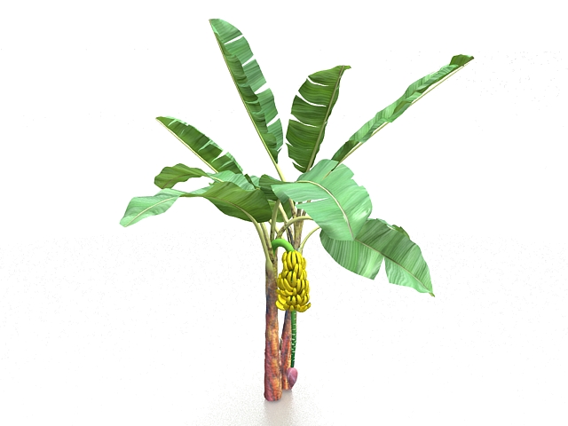 Banana plant with bananas 3d rendering