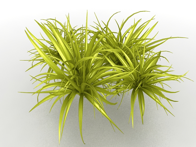 Ornamental grass plant 3d rendering