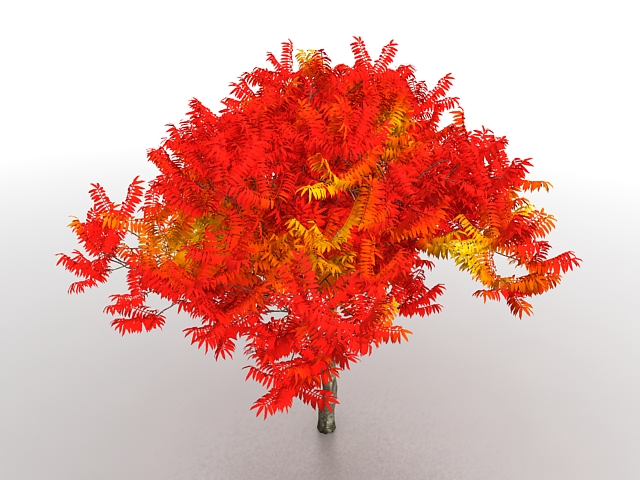 Red landscaping tree 3d rendering